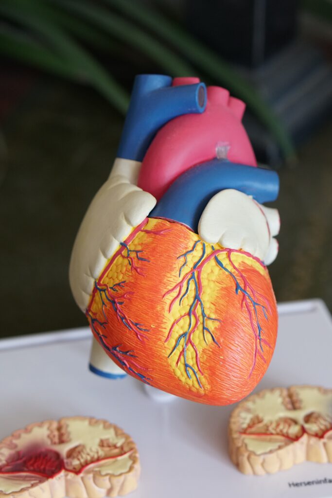 corazon anatomico
